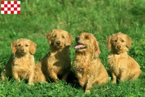 Read more about the article Basset fauve de Bretagne breeders and puppies in North Brabant