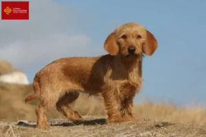 Read more about the article Basset fauve de Bretagne breeders and puppies in Occitania