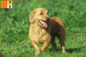 Read more about the article Basset fauve de Bretagne breeders and puppies in Provence-Alpes-Côte d’Azur