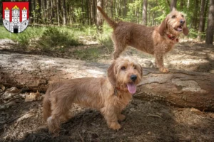 Read more about the article Basset fauve de Bretagne breeders and puppies in Salzburg