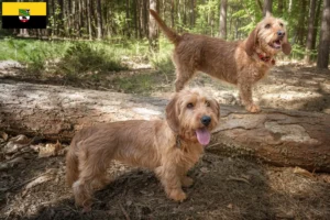 Read more about the article Basset fauve de Bretagne breeders and puppies in Saxony-Anhalt