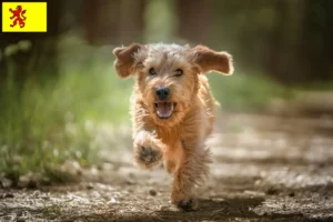 Read more about the article Basset fauve de Bretagne breeders and puppies in South Holland