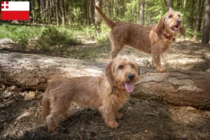 Read more about the article Basset fauve de Bretagne breeders and puppies in Utrecht