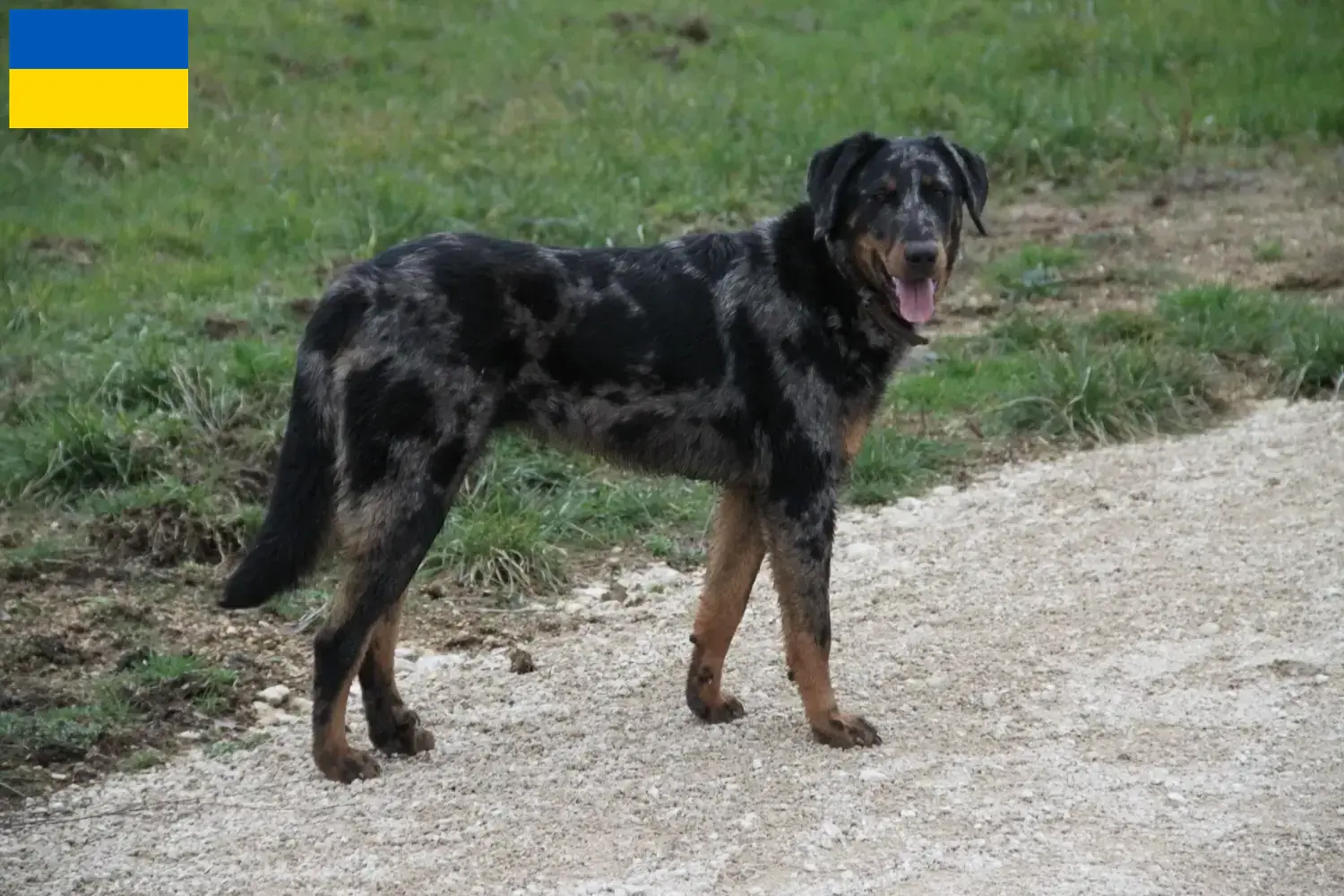 Read more about the article Beauceron breeders and puppies in Ukraine