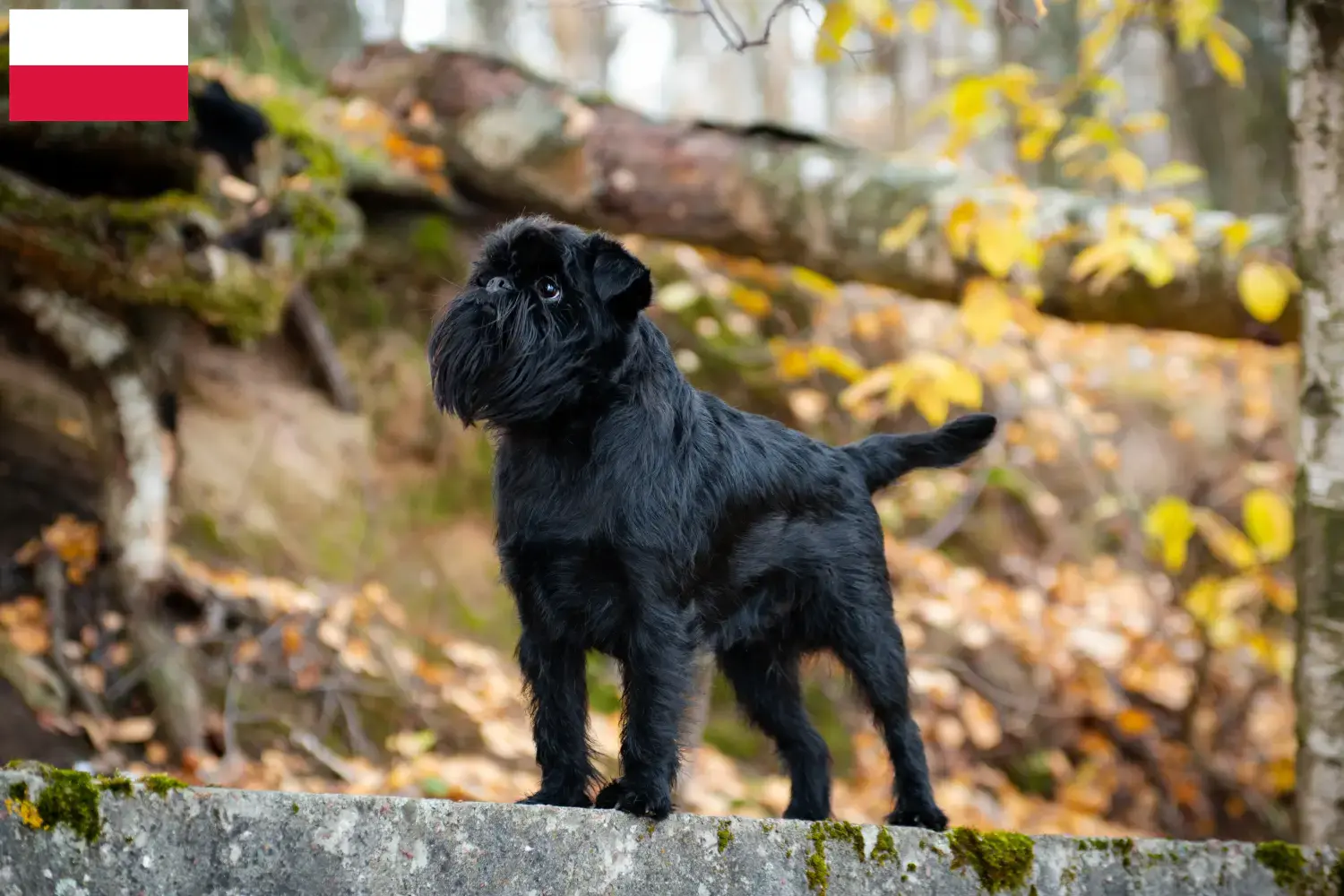 Read more about the article Belgian Dwarf Griffon breeder and puppies in Poland