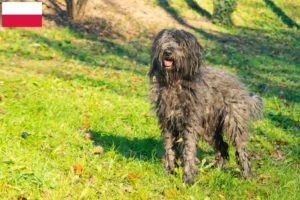 Read more about the article Bergamasco Shepherd Dog Breeder and Puppies in Poland