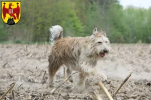 Read more about the article Berger de Picardie breeders and puppies in Burgenland