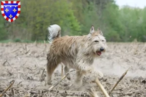 Read more about the article Berger de Picardie breeders and puppies in Centre-Val de Loire