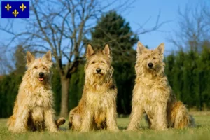 Read more about the article Berger de Picardie breeders and puppies in Île-de-France