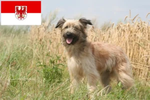 Read more about the article Berger des Pyrenees breeders and puppies in Brandenburg
