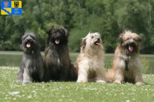 Read more about the article Berger des Pyrenees breeders and puppies in Olomouc