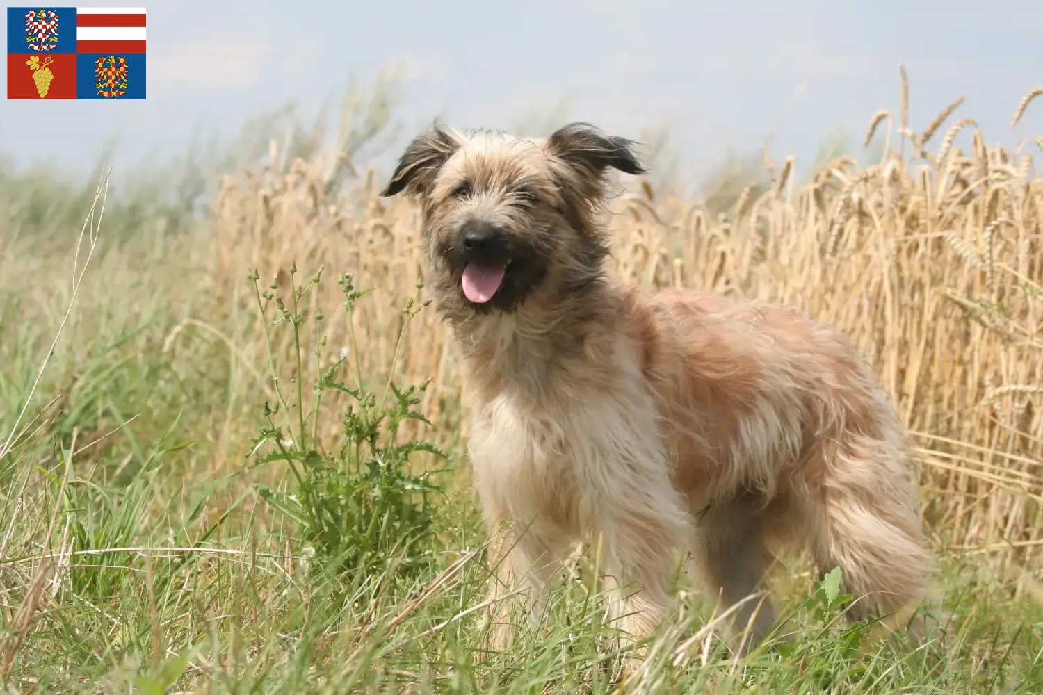 Read more about the article Berger des Pyrenees breeders and puppies in South Moravia