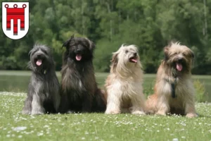 Read more about the article Berger des Pyrenees breeders and puppies in Vorarlberg