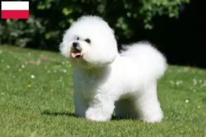 Read more about the article Bichon Frisé breeders and puppies in Poland
