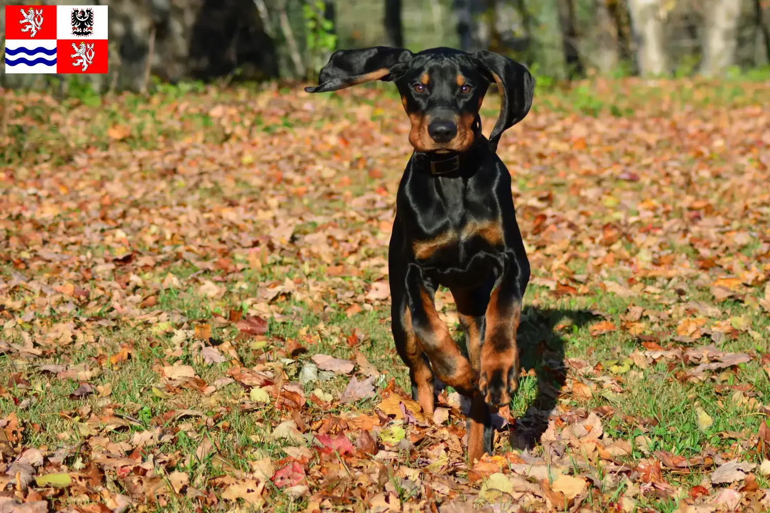 Read more about the article Black and Tan Coonhound breeders and puppies in Central Bohemia