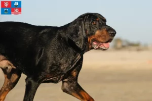 Read more about the article Black and Tan Coonhound breeders and puppies in Karlsbad