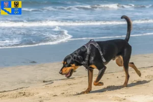 Read more about the article Black and Tan Coonhound breeders and puppies in Olomouc