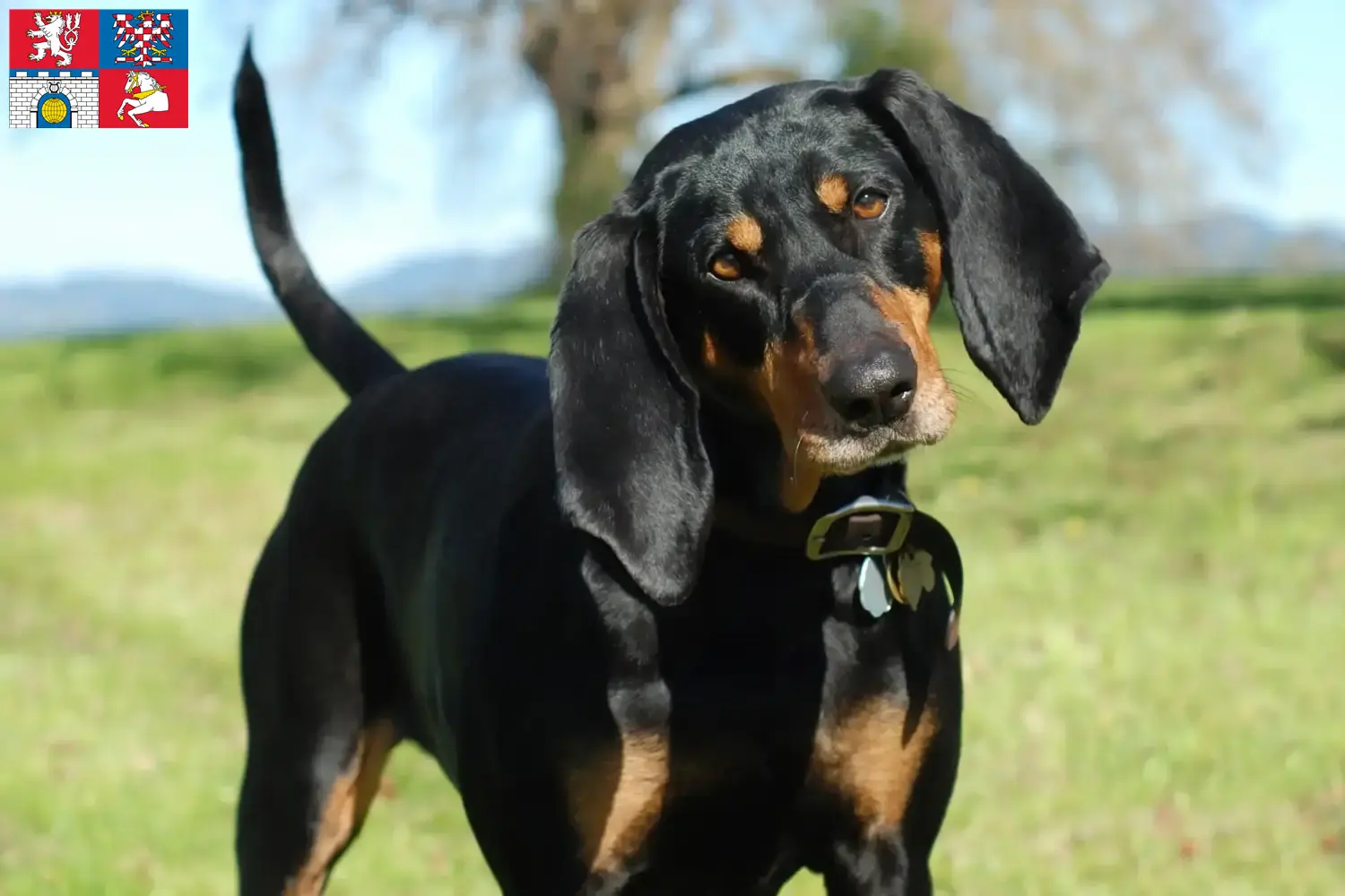 Read more about the article Black and Tan Coonhound breeders and puppies in Pardubice