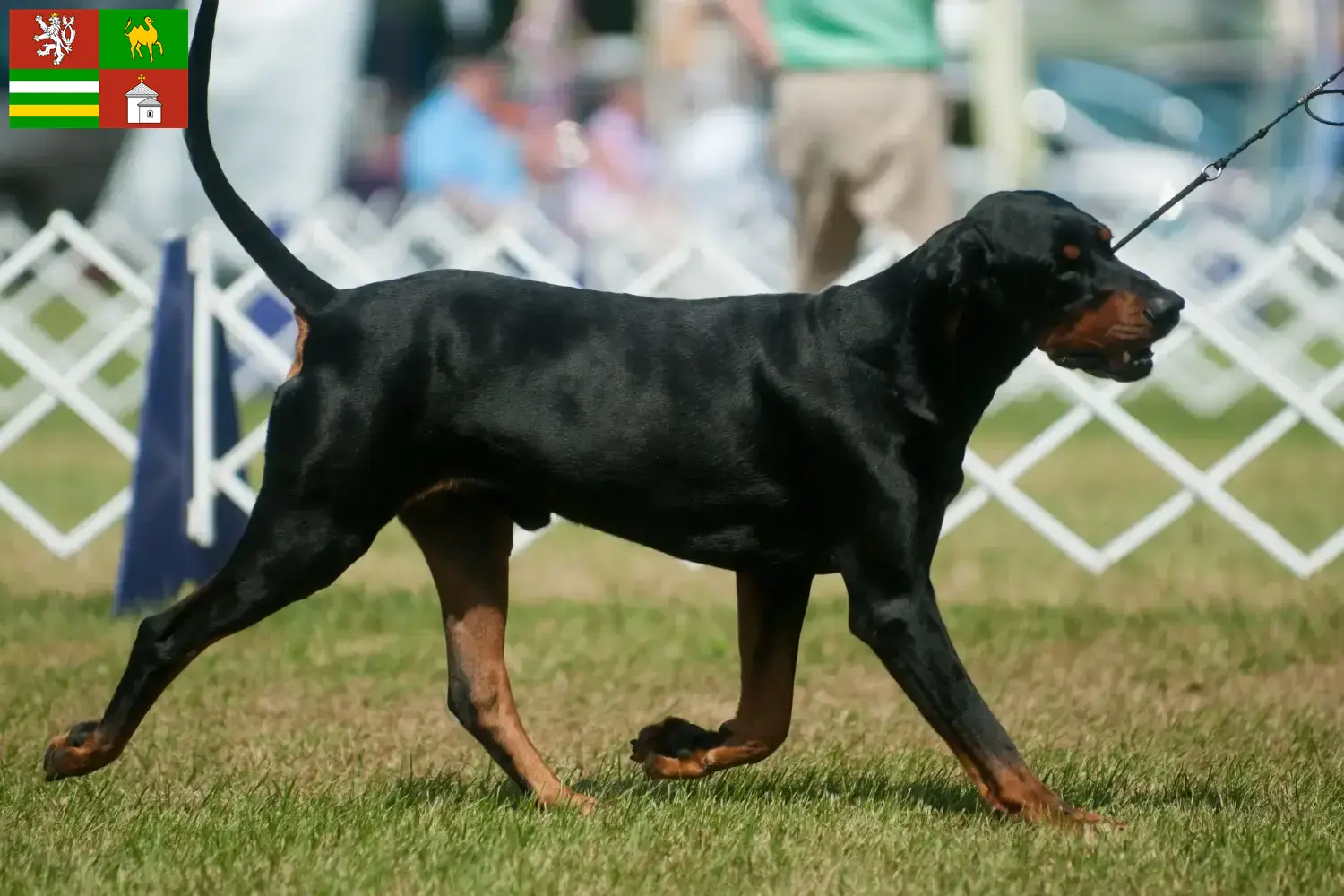 Read more about the article Black and Tan Coonhound breeders and puppies in Pilsen