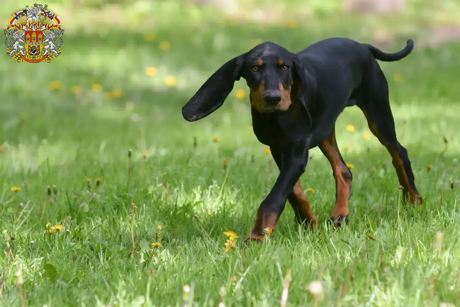 Read more about the article Black and Tan Coonhound breeders and puppies in Prague