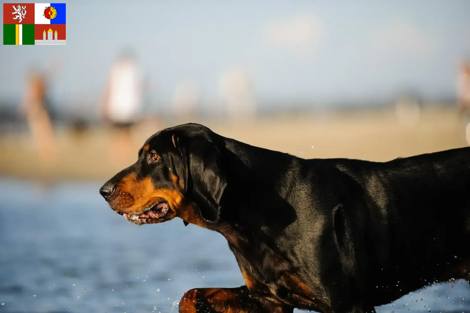 Read more about the article Black and Tan Coonhound breeders and puppies in South Bohemia