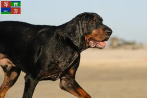 Read more about the article Black and Tan Coonhound breeders and puppies in Ústí