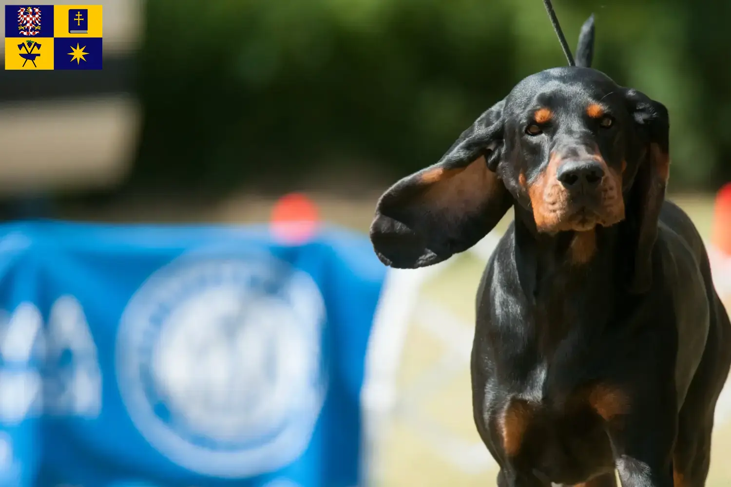 Read more about the article Black and Tan Coonhound breeders and puppies in Zlín