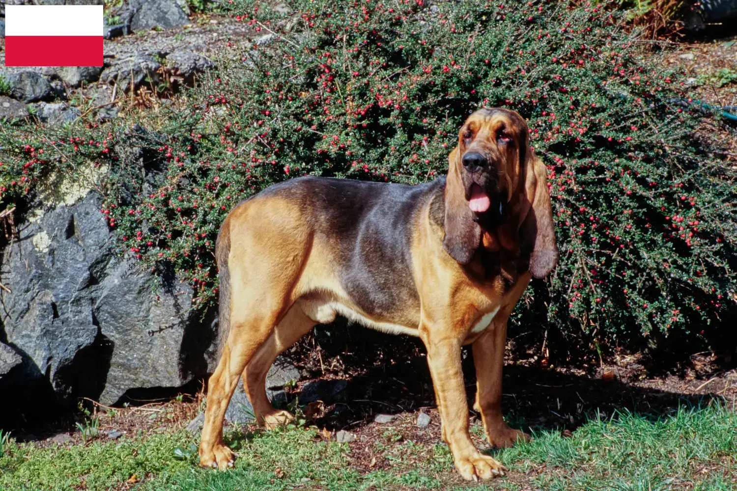 Read more about the article Bloodhound breeders and puppies in Poland