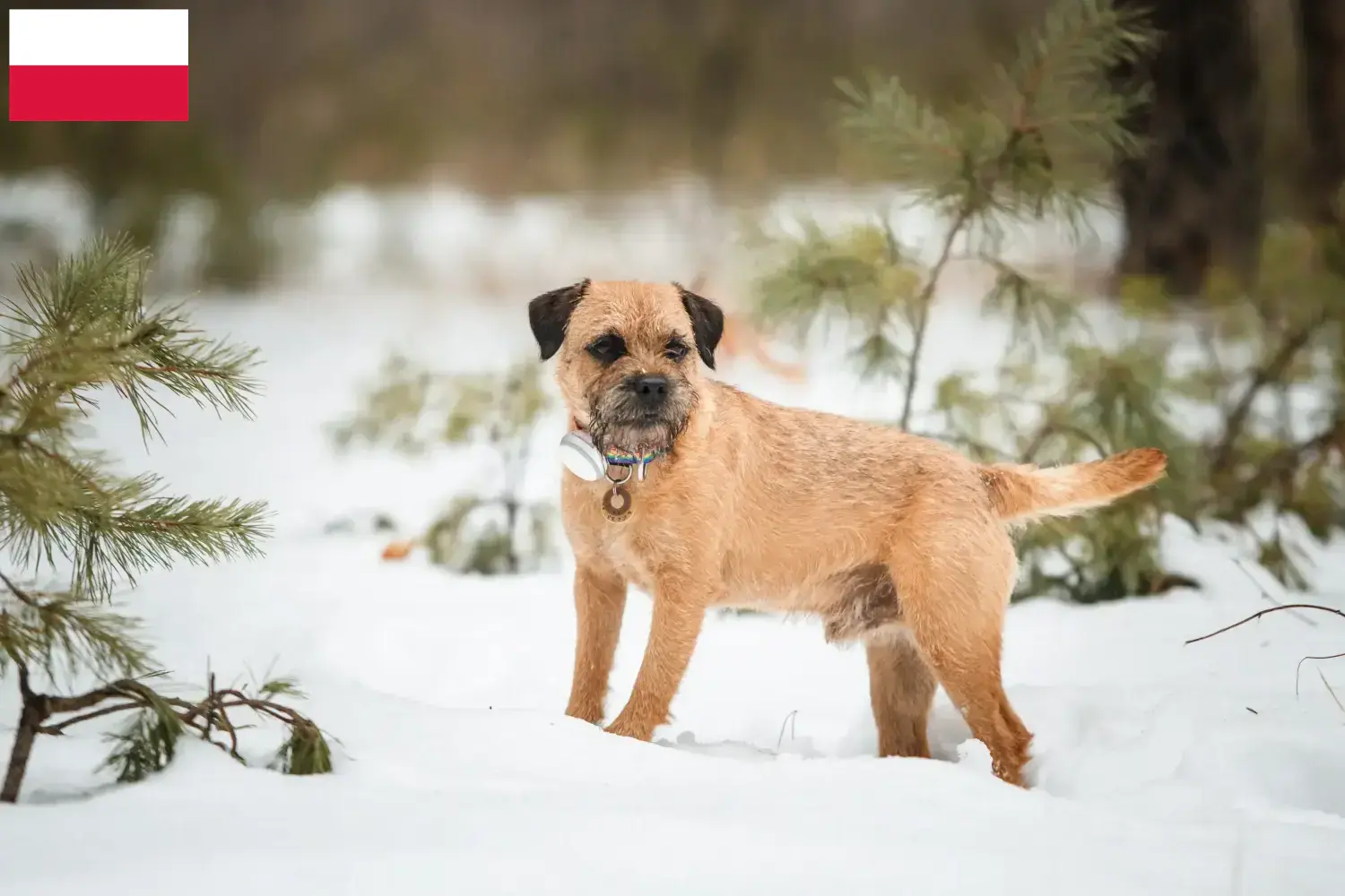 Read more about the article Border Terrier breeders and puppies in Poland