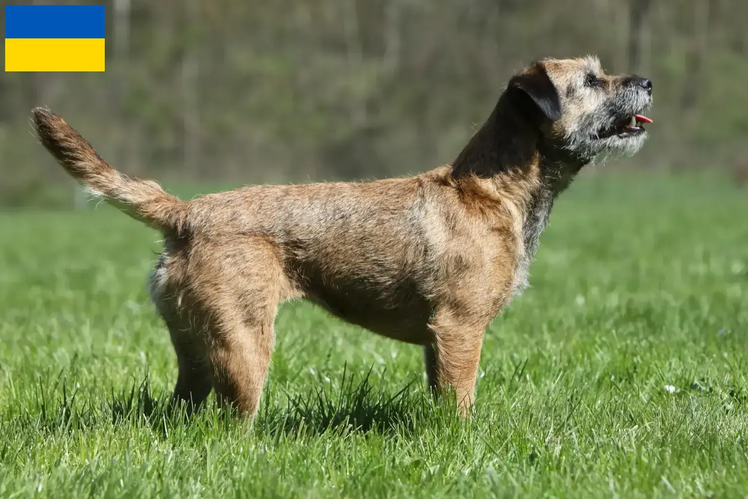 Read more about the article Border Terrier breeders and puppies in Ukraine