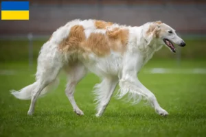 Read more about the article Borzoi breeders and puppies in Ukraine