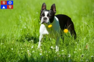 Read more about the article Boston Terrier breeders and puppies in Liberec