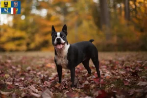 Read more about the article Boston Terrier breeders and puppies in Moravia-Silesia