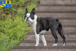 Read more about the article Boston Terrier breeders and puppies in Olomouc