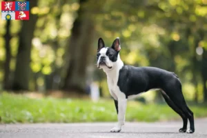 Read more about the article Boston Terrier breeders and puppies in Pardubice