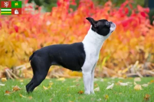 Read more about the article Boston Terrier breeders and puppies in Pilsen