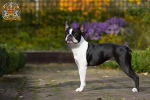 Read more about the article Boston Terrier breeders and puppies in Prague