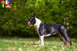 Read more about the article Boston Terrier breeders and puppies in South Bohemia