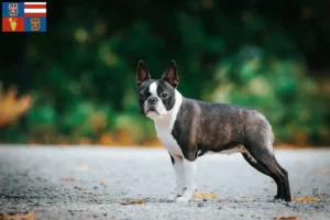 Read more about the article Boston Terrier breeders and puppies in South Moravia