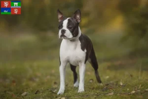 Read more about the article Boston Terrier breeders and puppies in Ústí