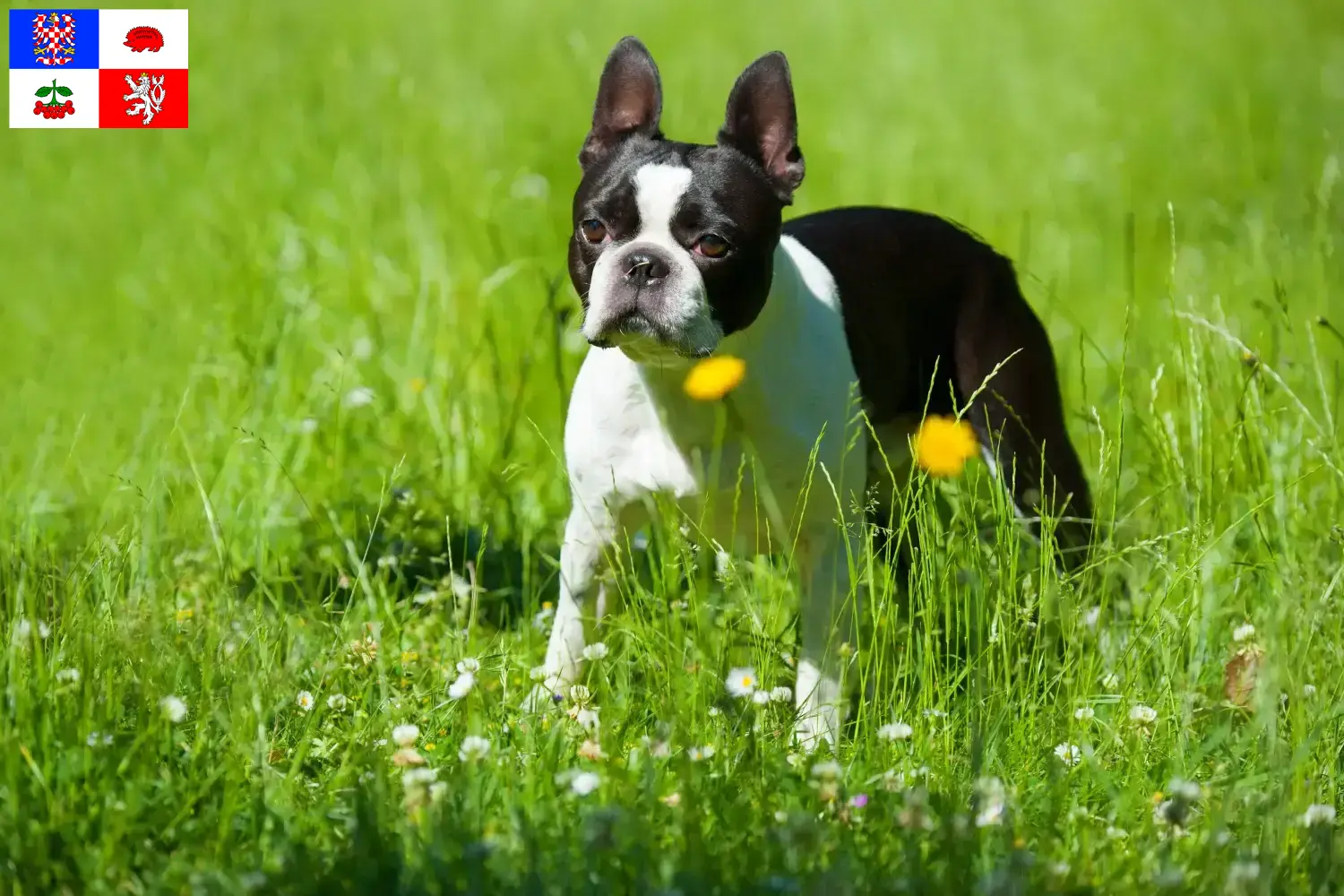 Read more about the article Boston Terrier breeders and puppies in Vysočina