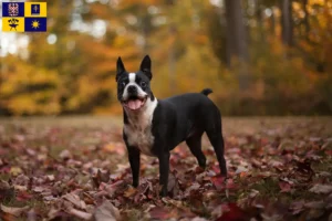 Read more about the article Boston Terrier breeders and puppies in Zlín