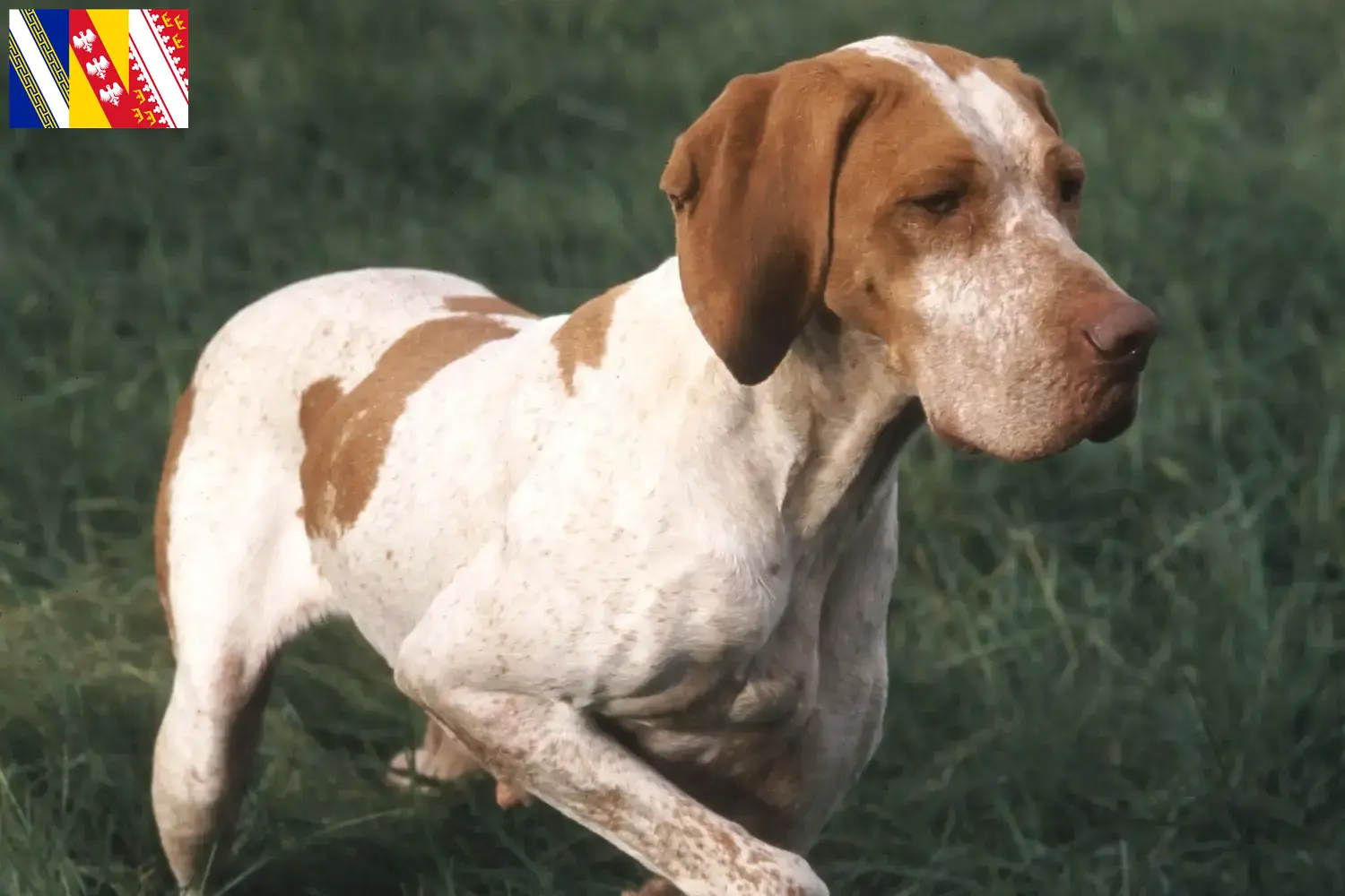Read more about the article Braque de l’Ariège breeders and puppies in Grand Est