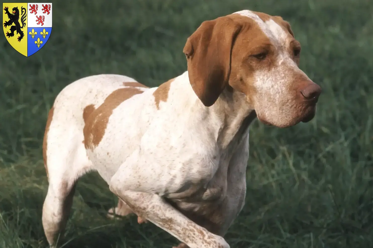 Read more about the article Braque de l’Ariège breeders and puppies in Hauts-de-France