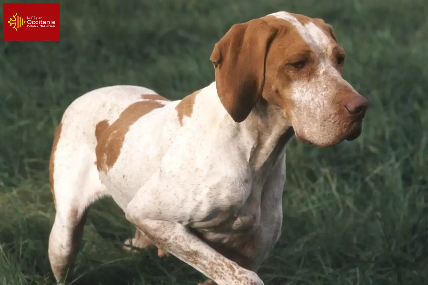 Read more about the article Braque de l’Ariège breeders and puppies in Occitania