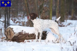 Read more about the article Braque français type Pyrénées breeders and puppies in Île-de-France