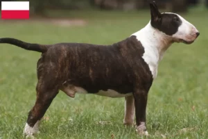 Read more about the article Bull Terrier breeders and puppies in Poland