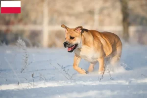 Read more about the article Ca de Bou breeders and puppies in Poland