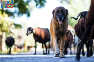 Read more about the article Cão Da Serra Da Estrela breeders and puppies in Bourgogne-Franche-Comté