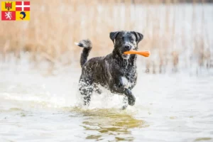 Read more about the article Cão Fila de São Miguel breeders and puppies in Auvergne-Rhône-Alpes